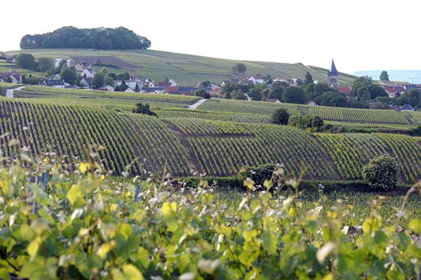Le vignoble